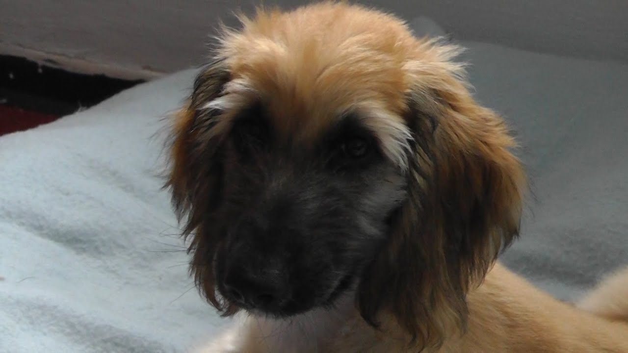 Afghan hound puppy