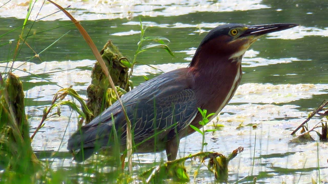 GREEN HERONS (YOUNG AND MATURE)
