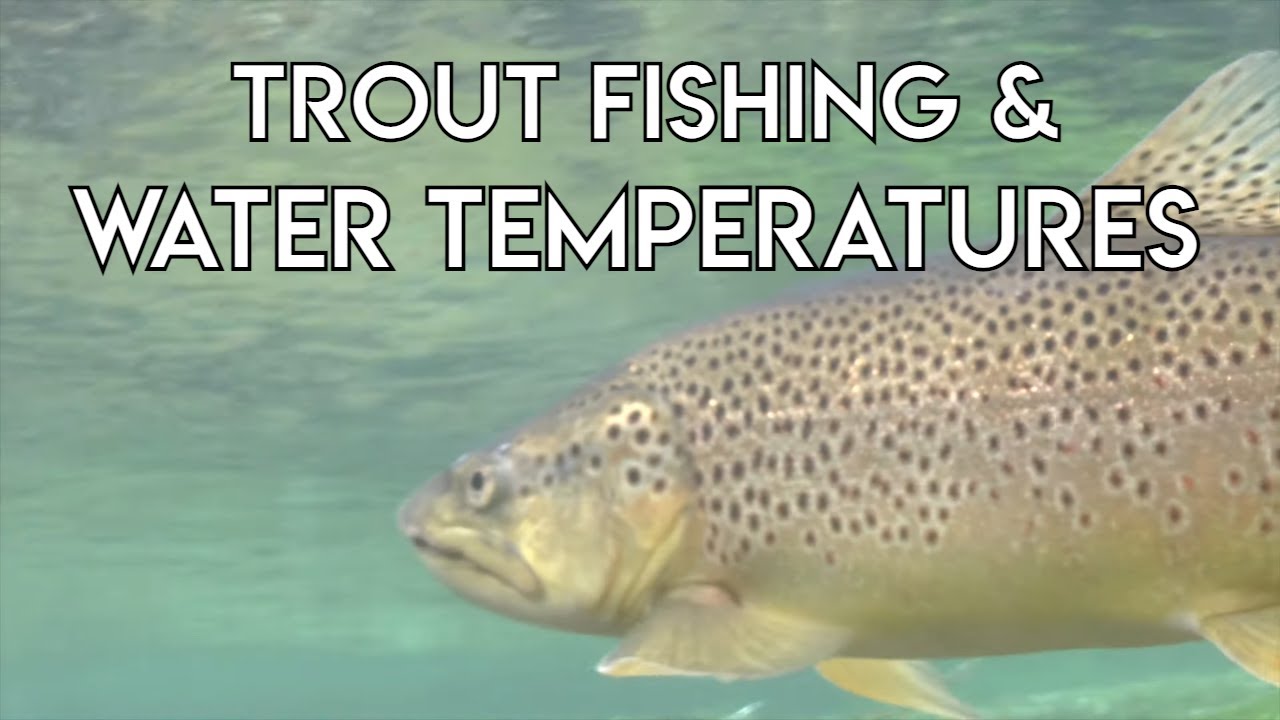 Trout Fishing & Water Temperatures | Tom Rosenbauer