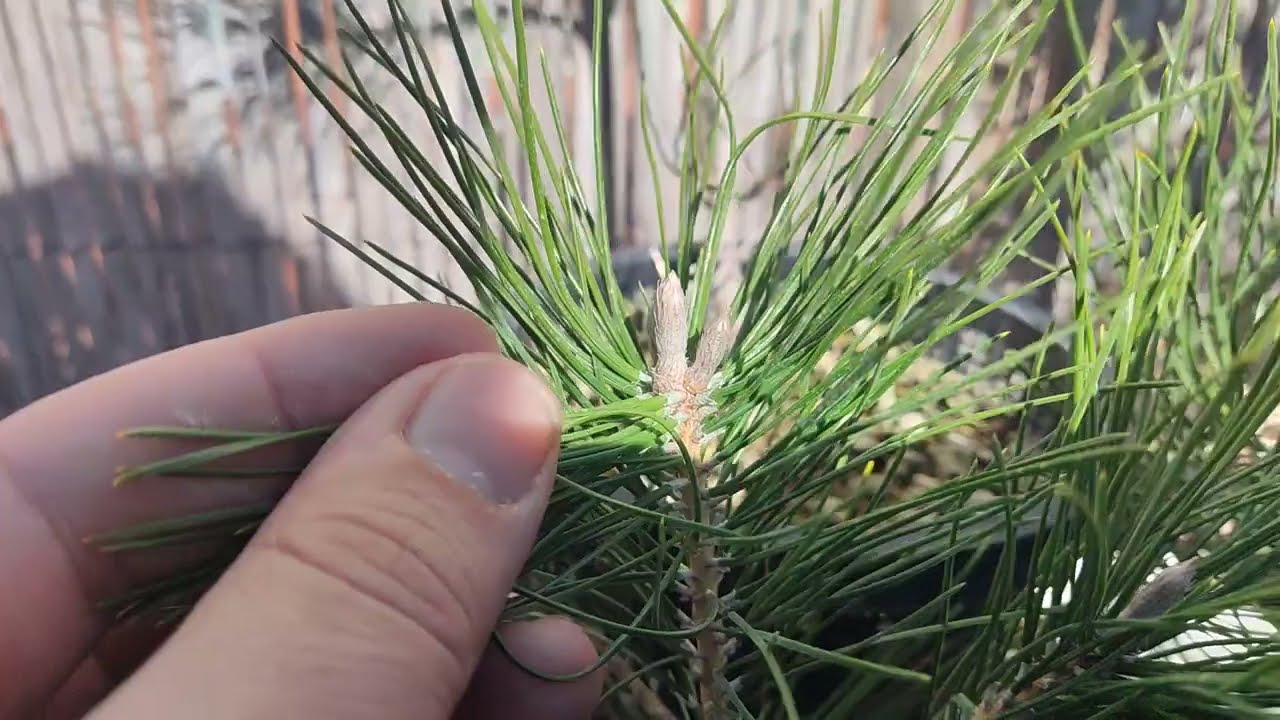 Cuando trasplantar un pino? diferentes especies