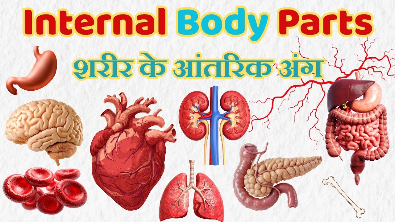 “Internal Body Parts for Kids | Esophagus, Arteries,Digestive System | Hindi-English Learning”