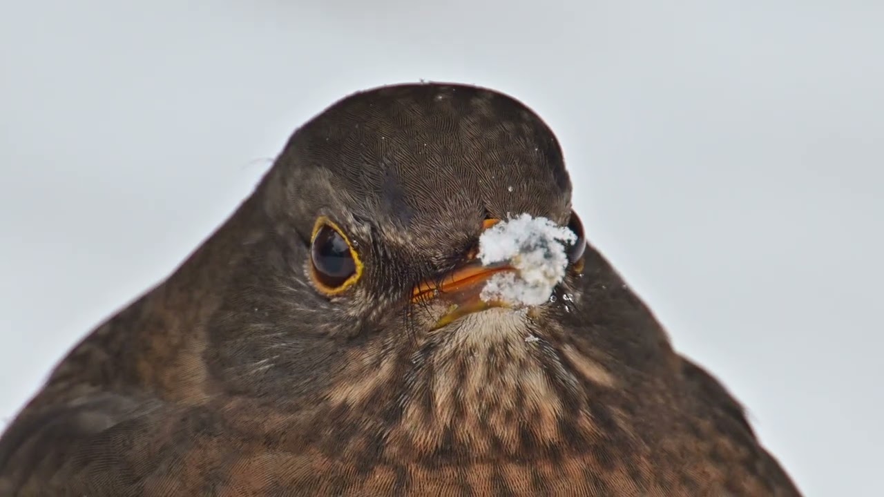 Das Amselweibchen Ende Januar im Schnee #Amsel #wildlife #Natur