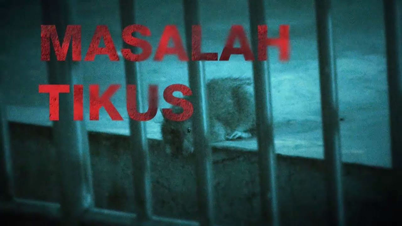 DETIK Khas | Masalah Tikus