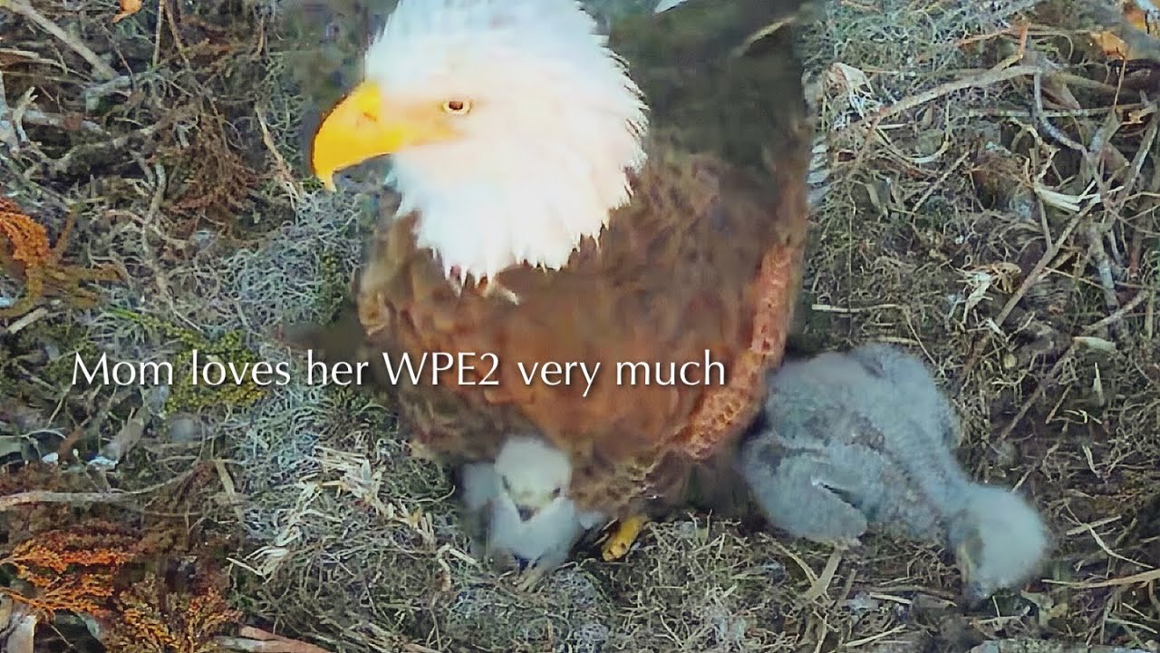 #59🦅🐥14°🐥9°／Winter Park Eagle Nest 2026／Against All Odds:One-Eyed Mom Eagle／by Winter Park Eagle Cam