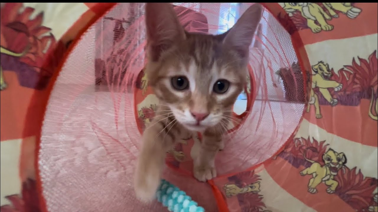 Sweet Baby Kittens, Playing with New Toys in the Living Room 