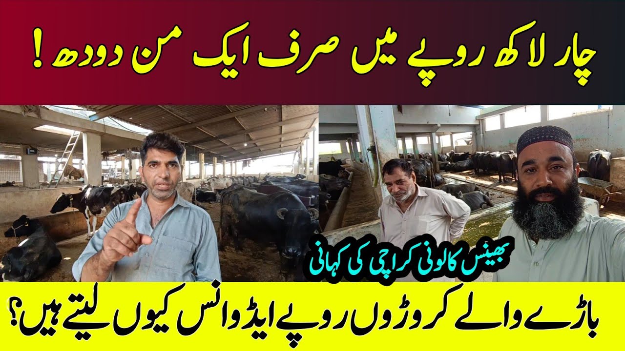Karachi Bhains Colony |  Buffalo And Cow Dairy Faram | Milk Market Pakistan | EP 04