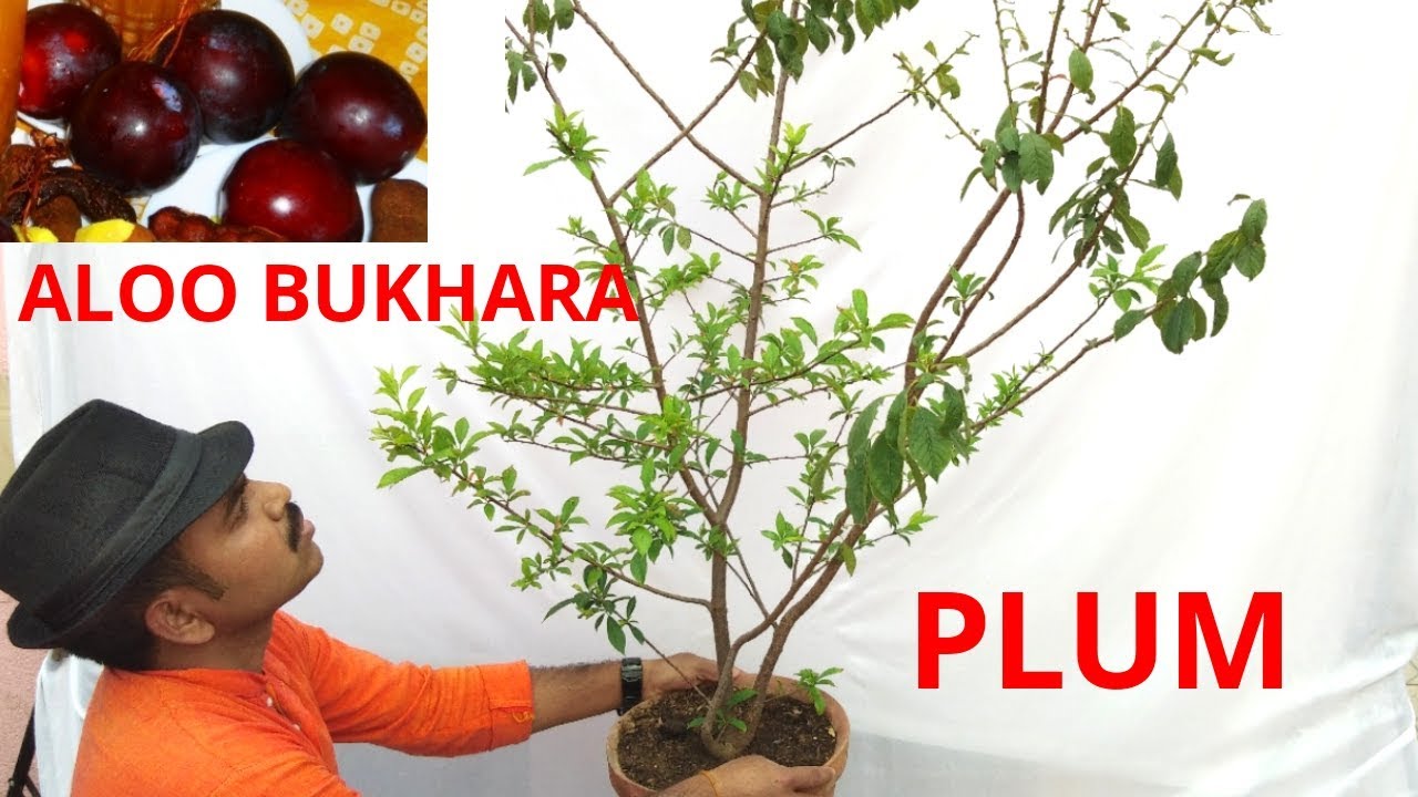 How to grow aloo bukhara? Plum tree grow and care, Part 1