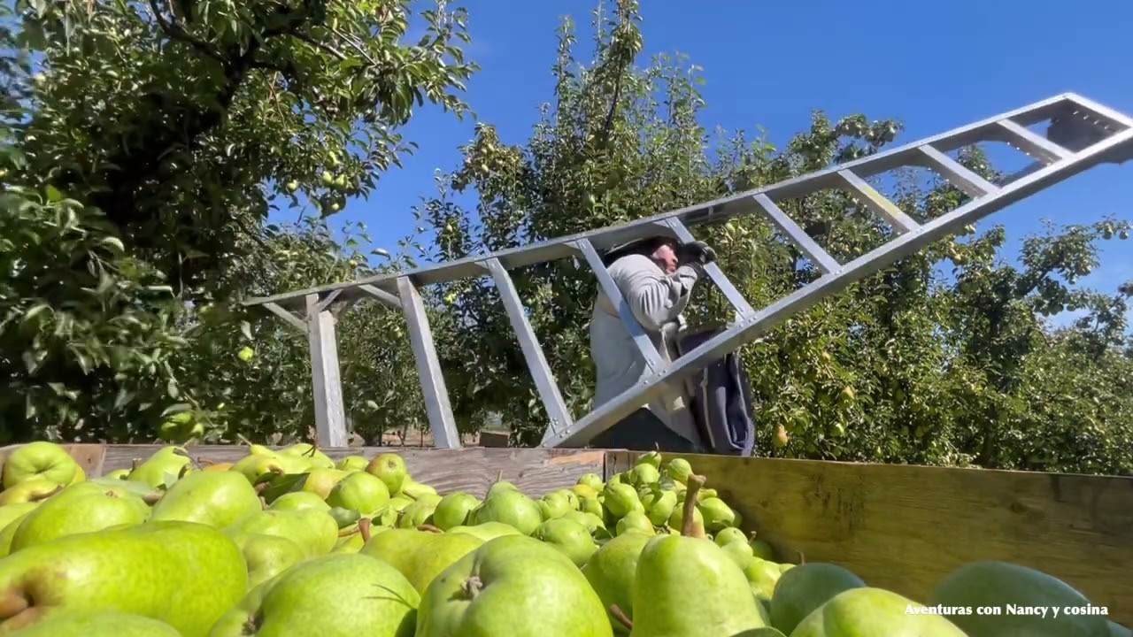 piscando pera en el estado de Washington 