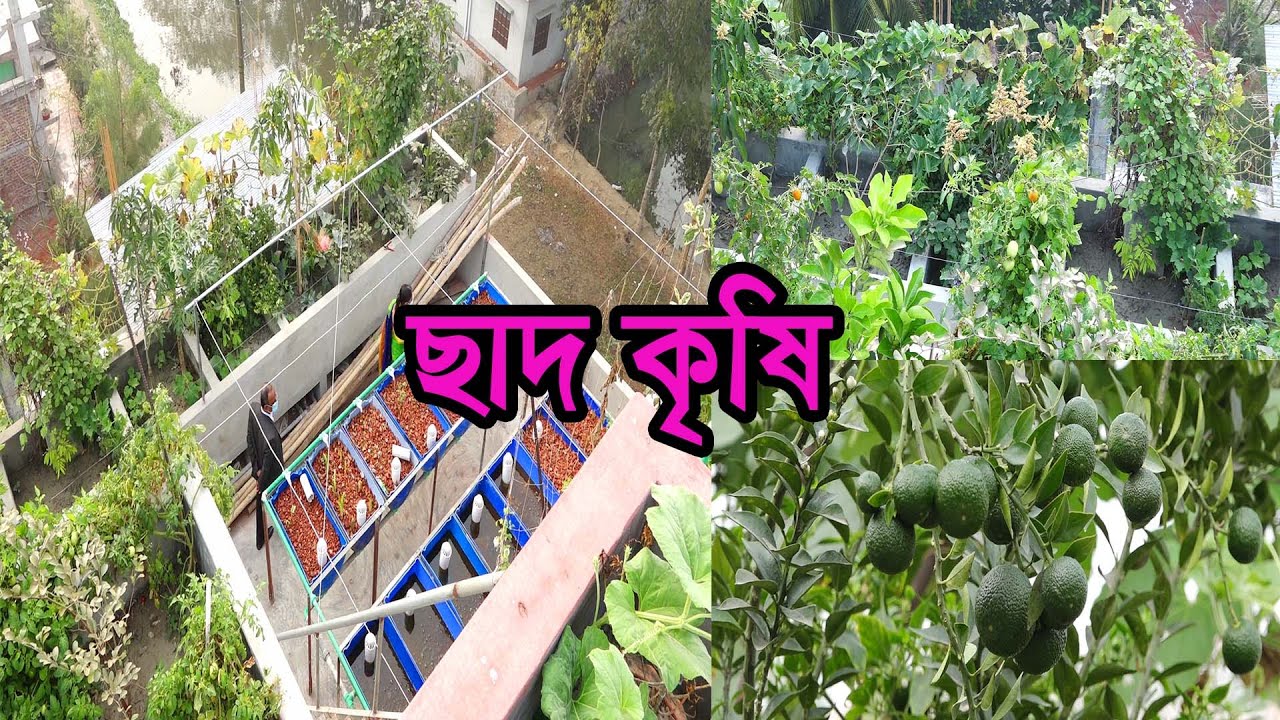 ছাদ কৃষি Chad Krishi