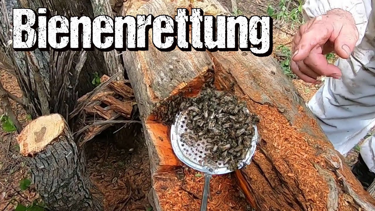 Bienenrettung in Paraguay - Umsiedlung eines ganzen Bienenvolkes