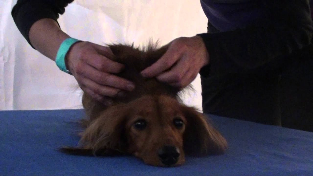 Massages canins - Canine massages