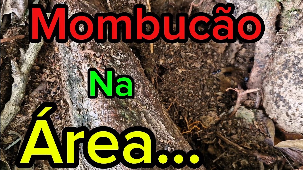 Revisão no sitio com muitas capituras 