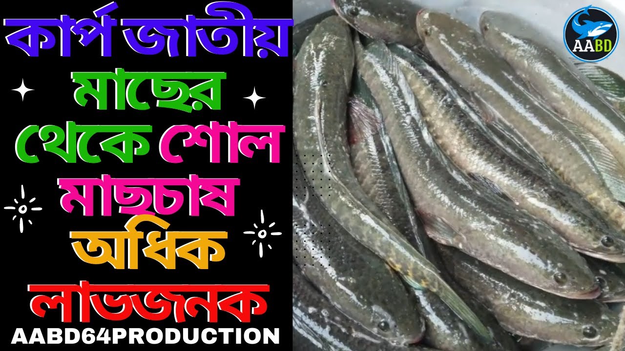 কার্প জাতীয় মাছের থেকে শোল মাছচাষ অধিক লাভজনক(Shol Fish Culture Is More Profitable Than Carp Culture
