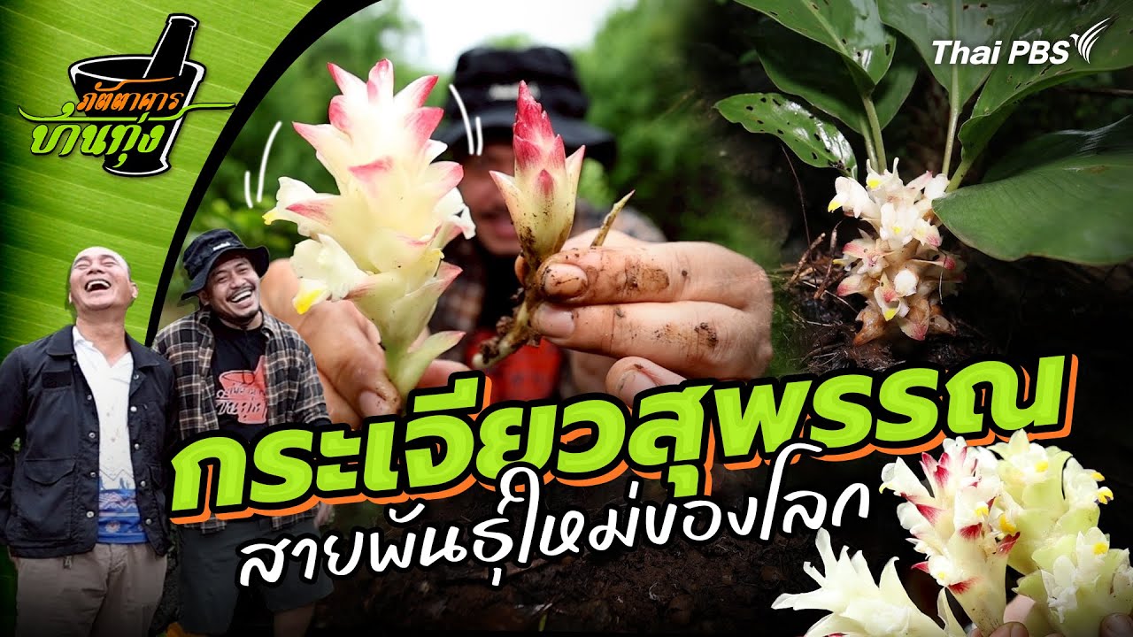 กระเจียวสุพรรณ | ภัตตาคารบ้านทุ่ง