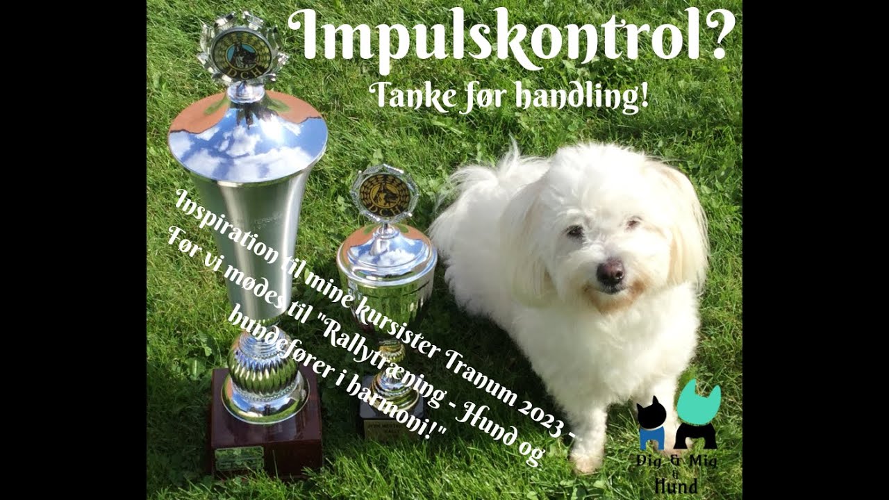 Impulskontrol? Tanke før handling!
