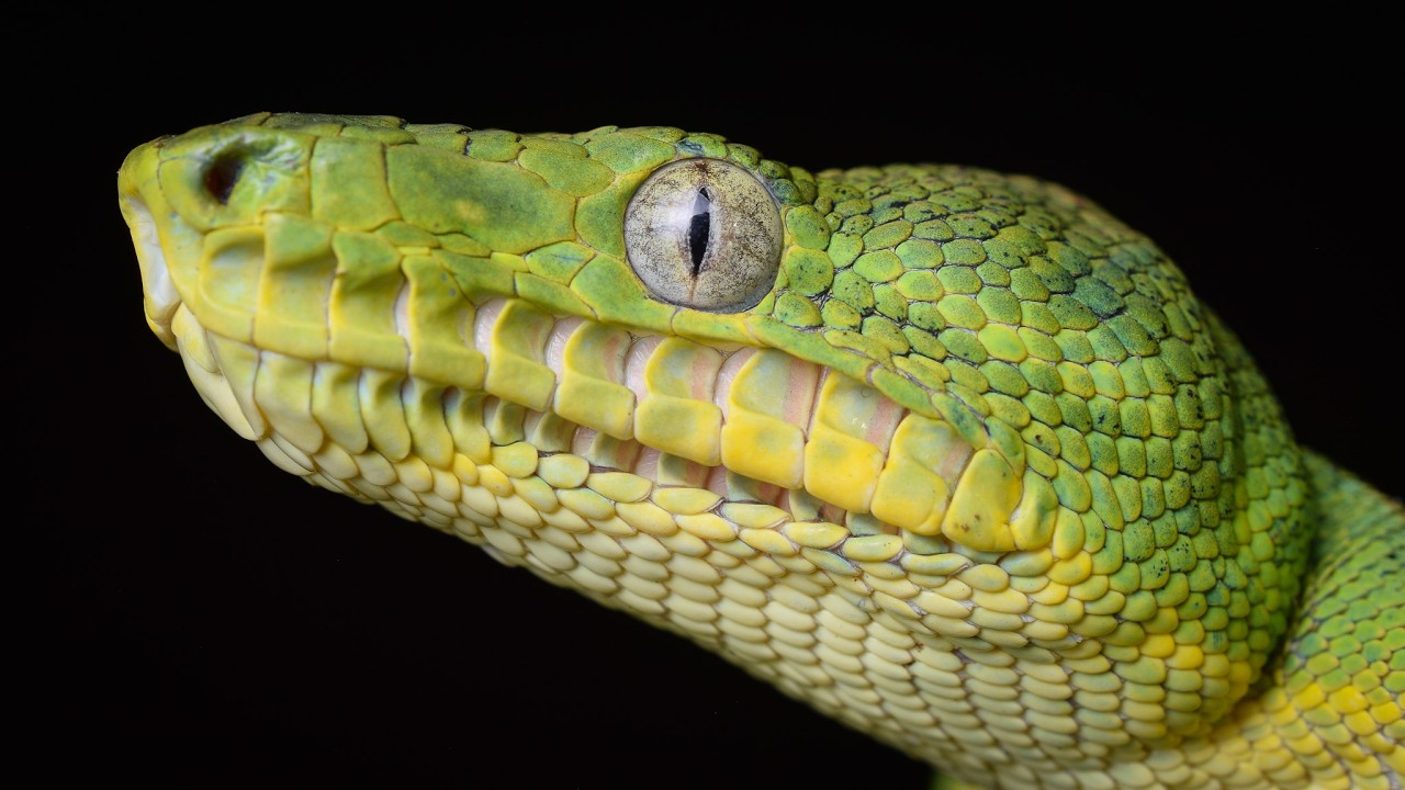 Herping Suriname 2025: Boas, Vipers, Rare Frogs, & More