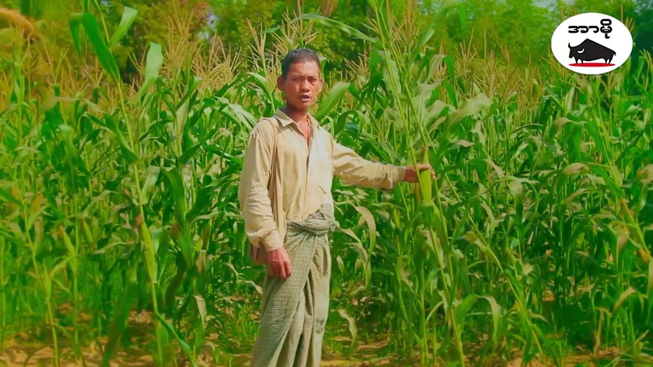 စီးပွားဖြစ်သီးနှံ ဘယ်လိုစိုက်ပျိုးမလဲ