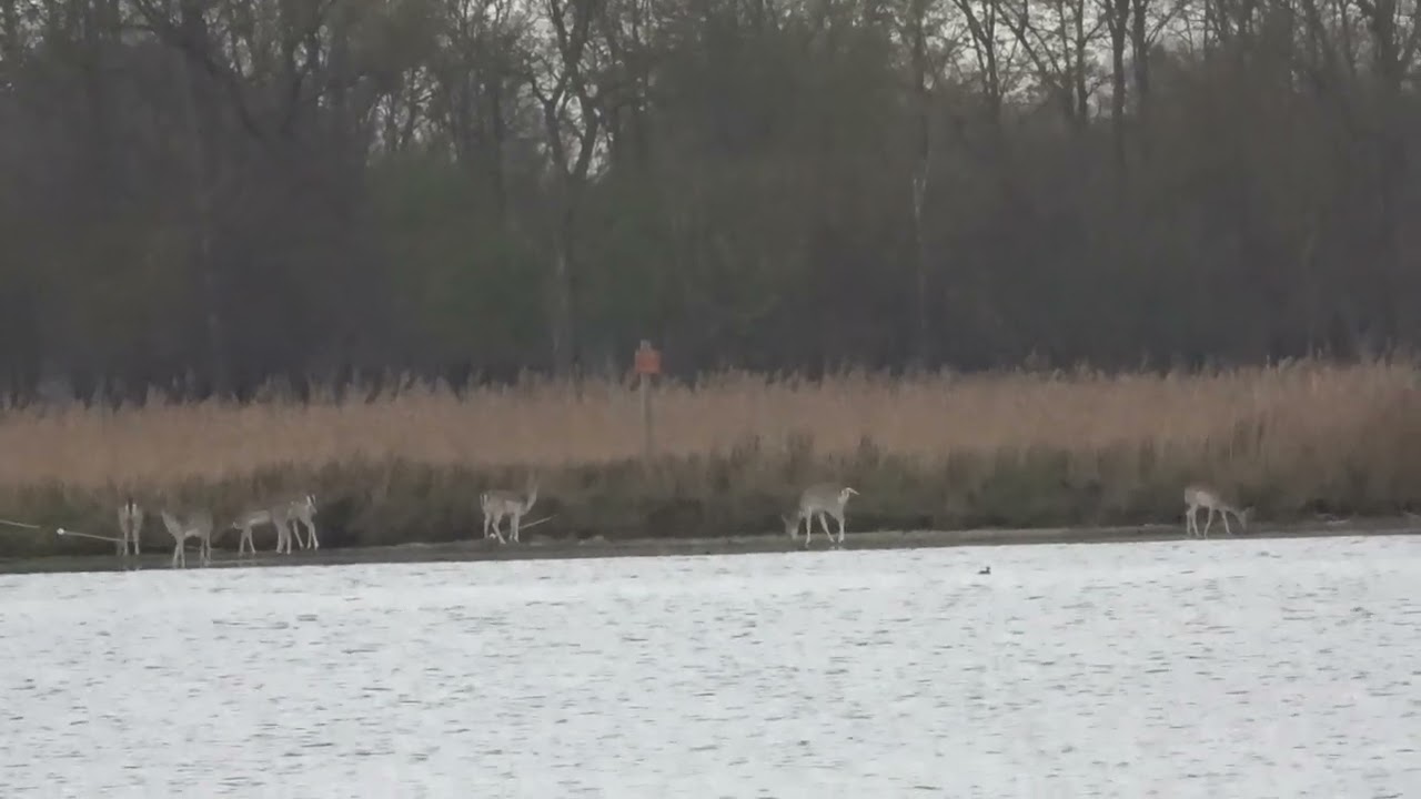 Damherten Haringvreter Veerse Meer