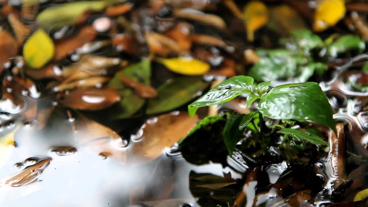Canon EOS-1100D Movie Samples #3 (Rain)