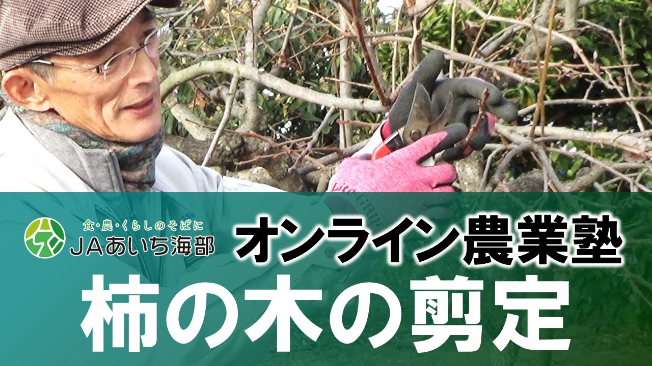 【100万回再生!!】柿の木の剪定方法についてご紹介します！【作業の適期：落葉後（１１月）～２月頃】
