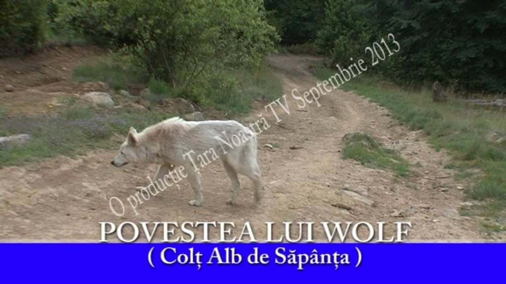 Povestea lui Wolf - ( Colţ Alb de Săpânţa )
