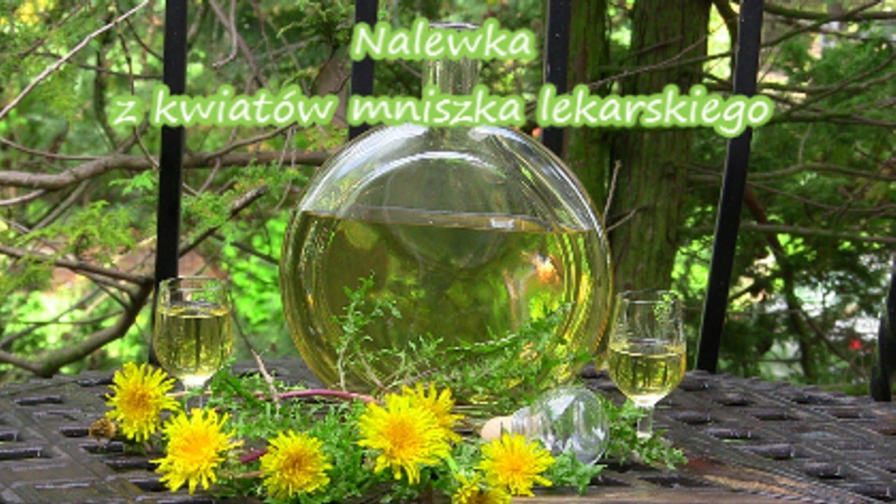 Nalewka z kwiatów mniszka lekarskiego