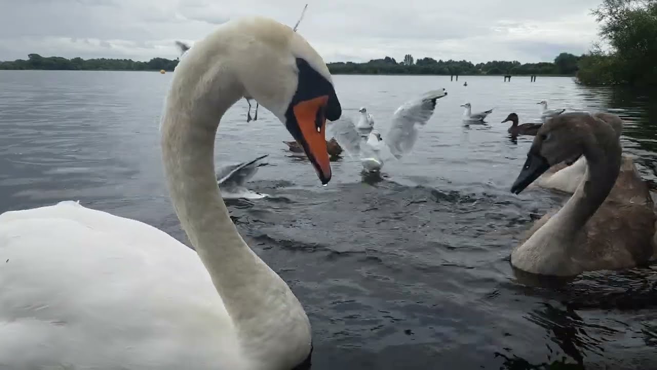 ❤🇮🇪 Tranquility😌MUTE SWAN FAMILY🦢CYGNETS😍MALLARD DUCKS🦆GULLS🕊KINNEGO BAY IRELAND🇮🇪LIKE👍🙏subscribe🙏😇