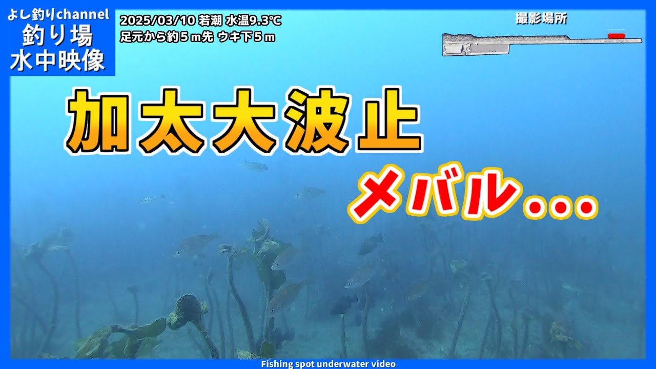 【メバル…】水温一桁で海中は真冬状態。和歌山県の釣り場  加太大波止  2025年3月  春の水中映像  No.416