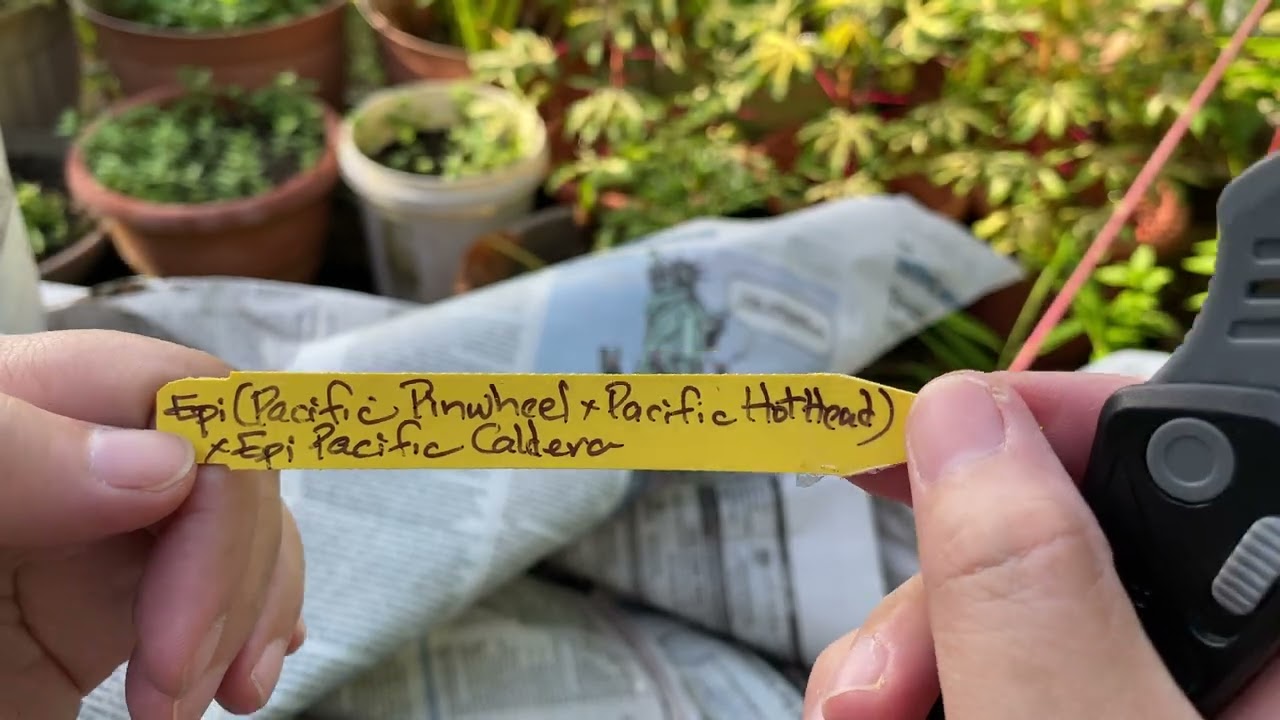 Carmela Orchids Assorted Epidendrum Bareroot Special Deal || Orchids Haul
