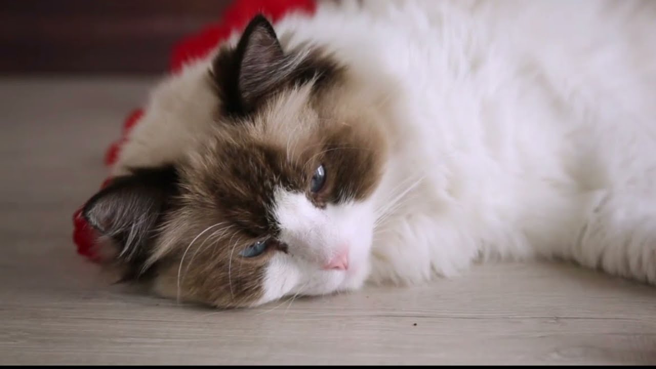 قط راغدول : صفاته، شخصيتة، مميزاته وعيوبه Ragdoll