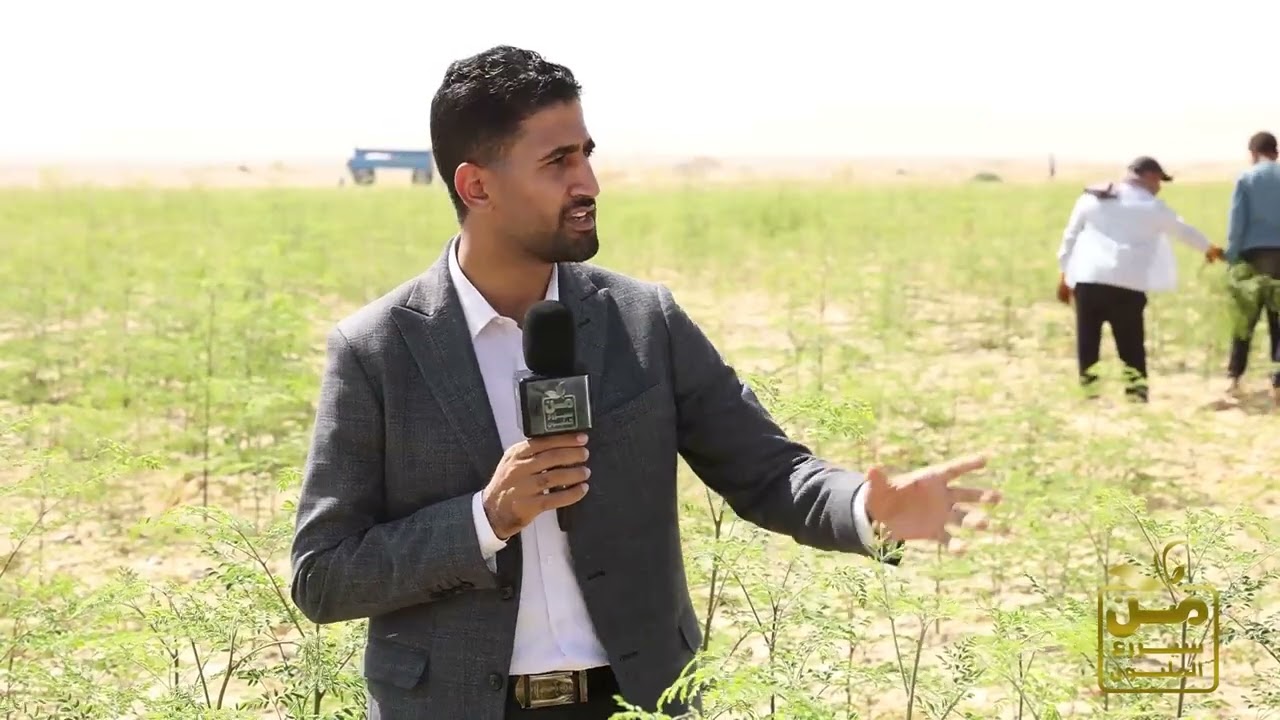 أسرار زراعة المورينجا.. النبات المعجرة.. يعمر لأكثر من 7 سنوات والطن المجفف يتجاوز 200 ألف جنيه