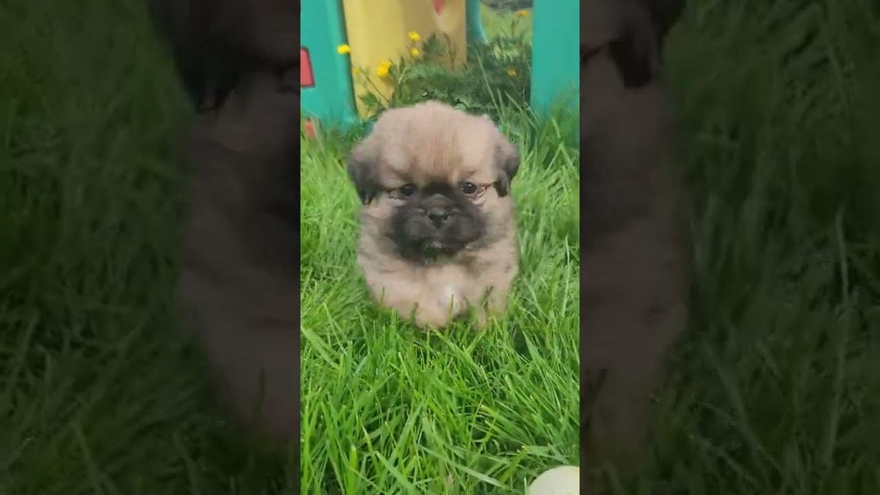 les tibbys au jardin (épagneul tibétain 1 mois et demi) en Normandie