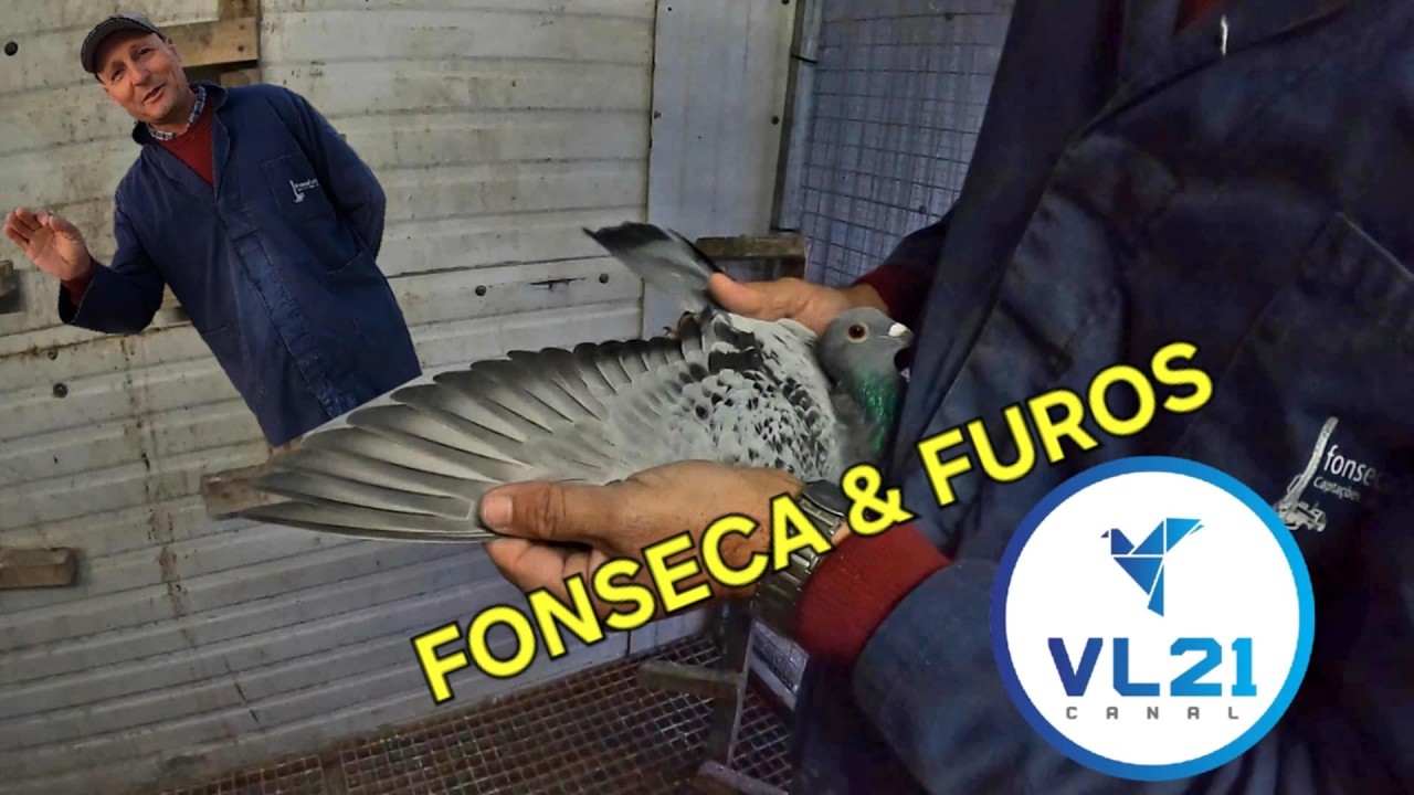 Columbofilia / O Pombal e Seus Pombos (Fonseca & Furos) / Peniche Abril 24 /VL21