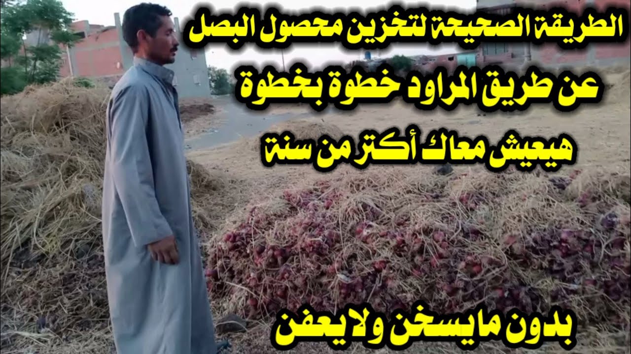 الطريقة الصحيحة؛ لتخزين محصول البصل؛ عن طريق المراود' هيعش معاك أكتر من سنة