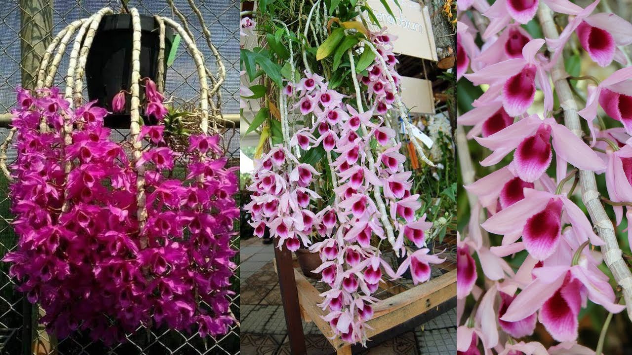 PLANTE SEU DENDROBIUM ASNOMUM ASSIM E ELE FLORESCERA SEM PARAR