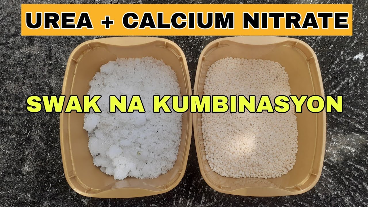 Paano Paghaluin UREA and CALCIUM NITRATE Tamang Pag Gamit