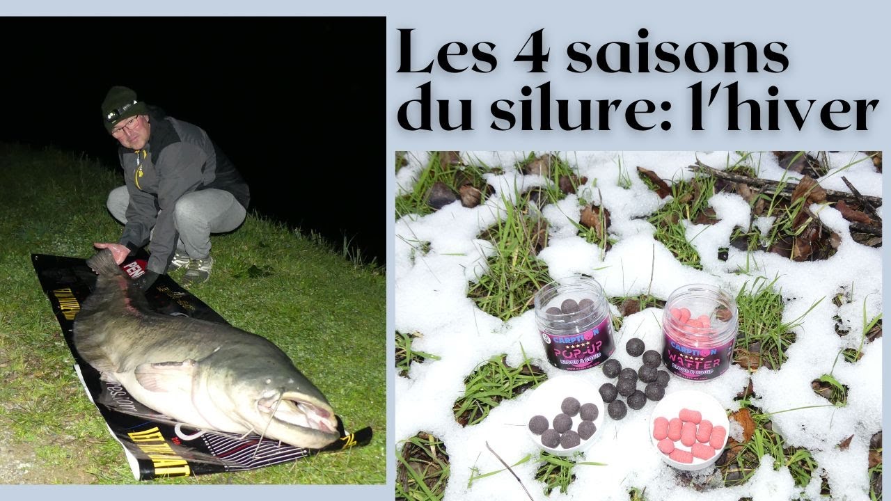 LES QUATRE SAISONS DU SILURE: L'hiver...