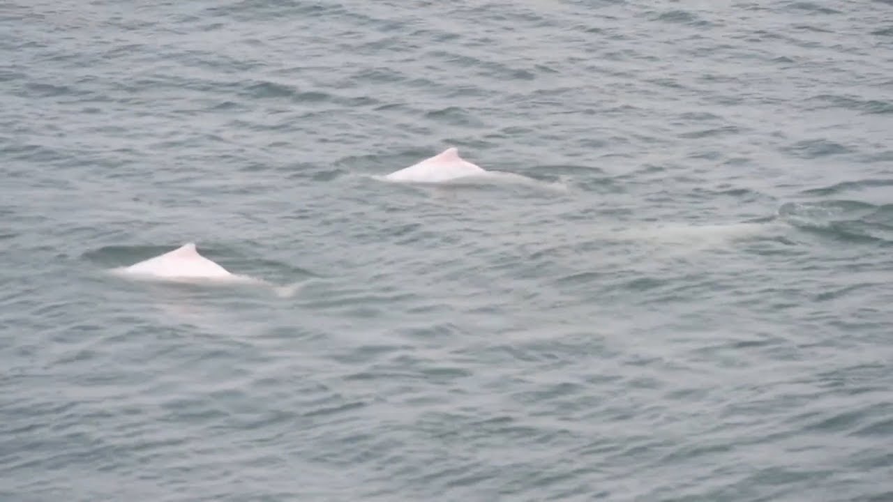 Chinese white dolphins seen off south China coast
