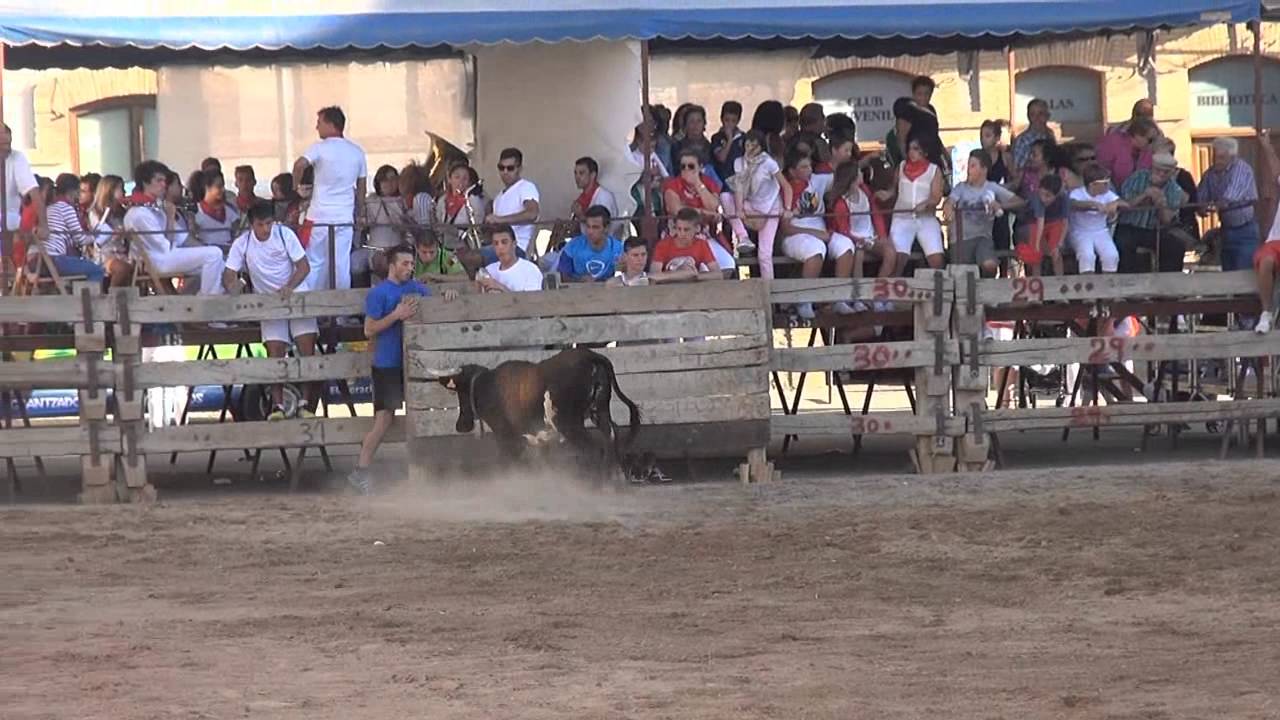 VACAS EN LA PLAZA BUÑUEL (NAVARRA) 16- 08- 2014