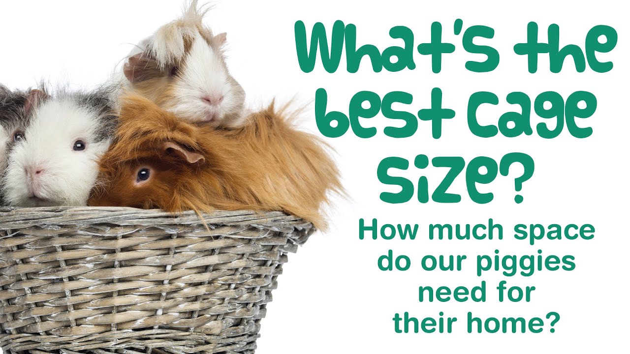 How BIG Should a GUINEA PIG CAGE Be? | BEST CAGE SIZE for 1, 2, 3, 4, 5, 6 Guinea Pigs