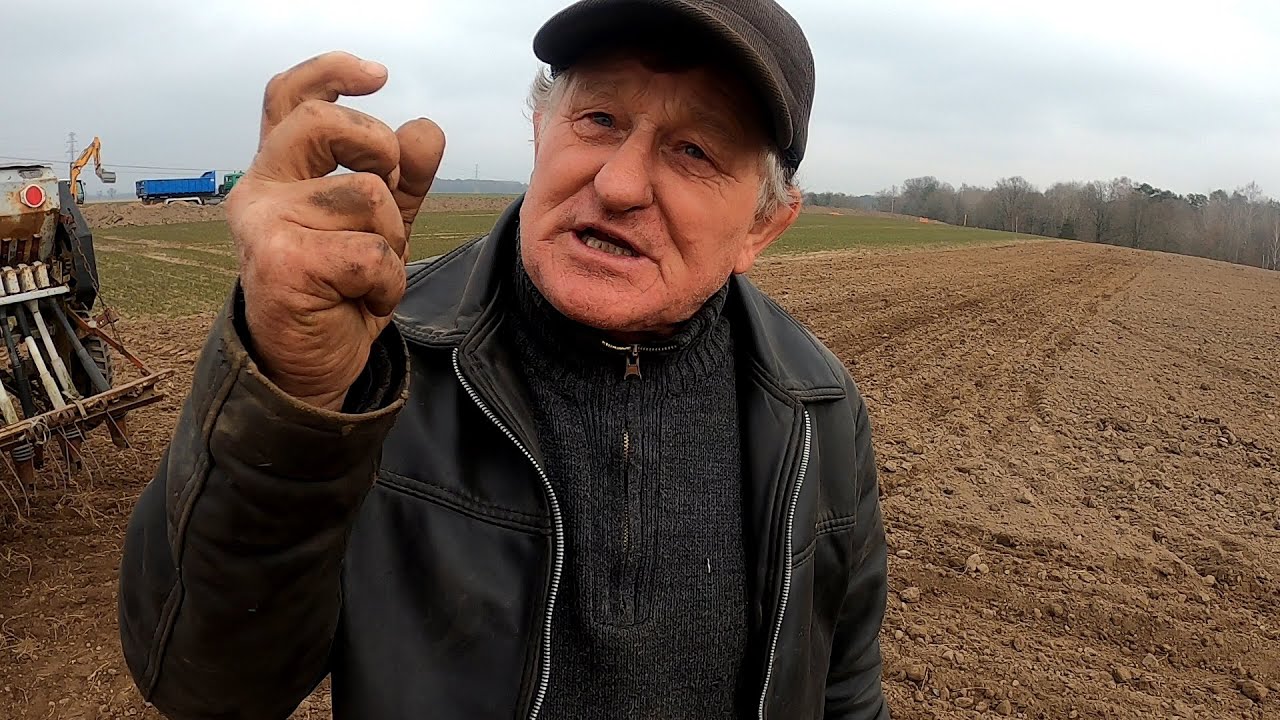 Jeszcze zima a Kazimierz już owies sieje