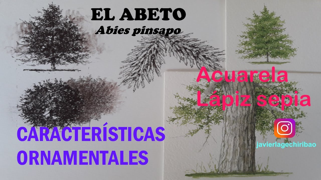 EL ABETO PARTE 1 - Dibujos en acuarela y lápiz sepia.