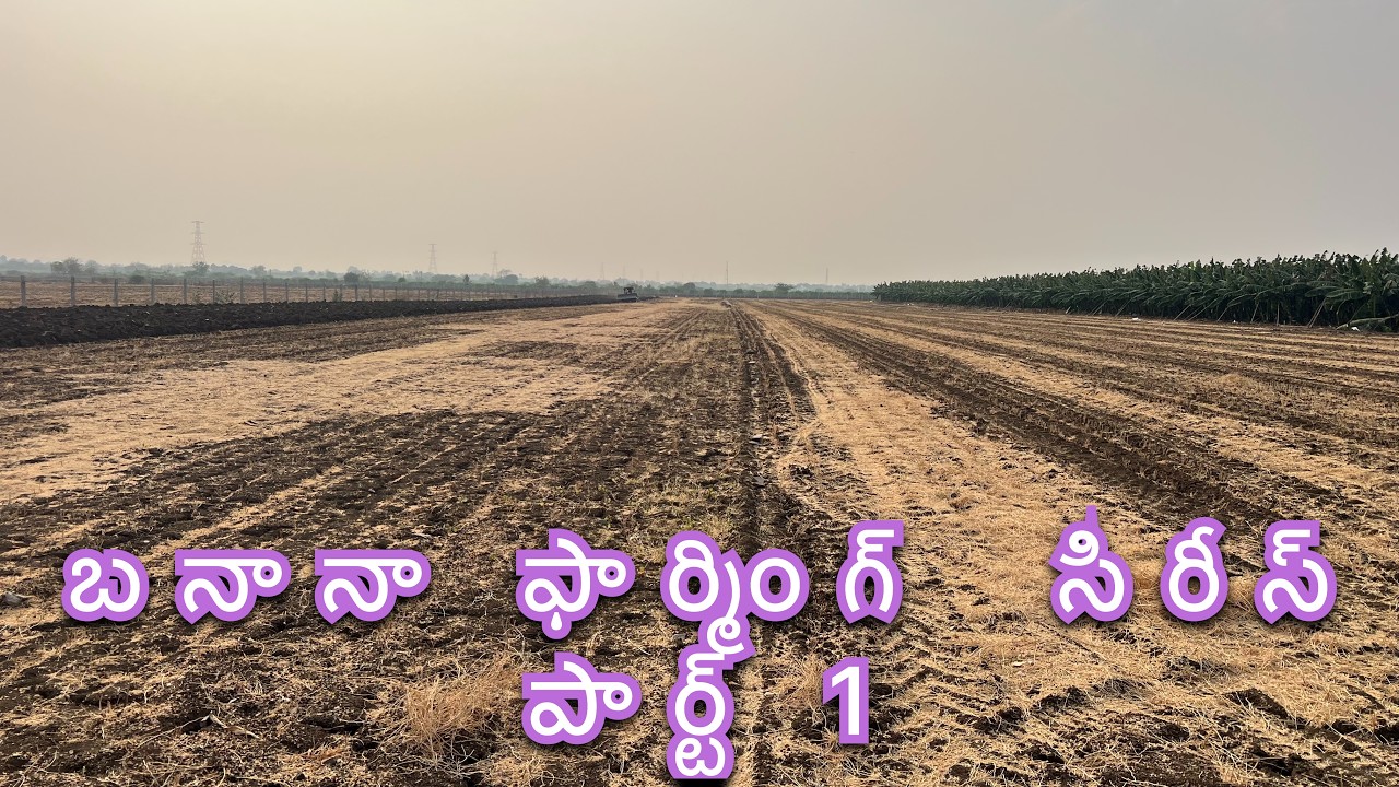 మళ్ళీ ఆరటి పెడుతున్నాను , పెట్టె ముందు మనం ఏమి చేయాలి .#trending #agriculture #banana