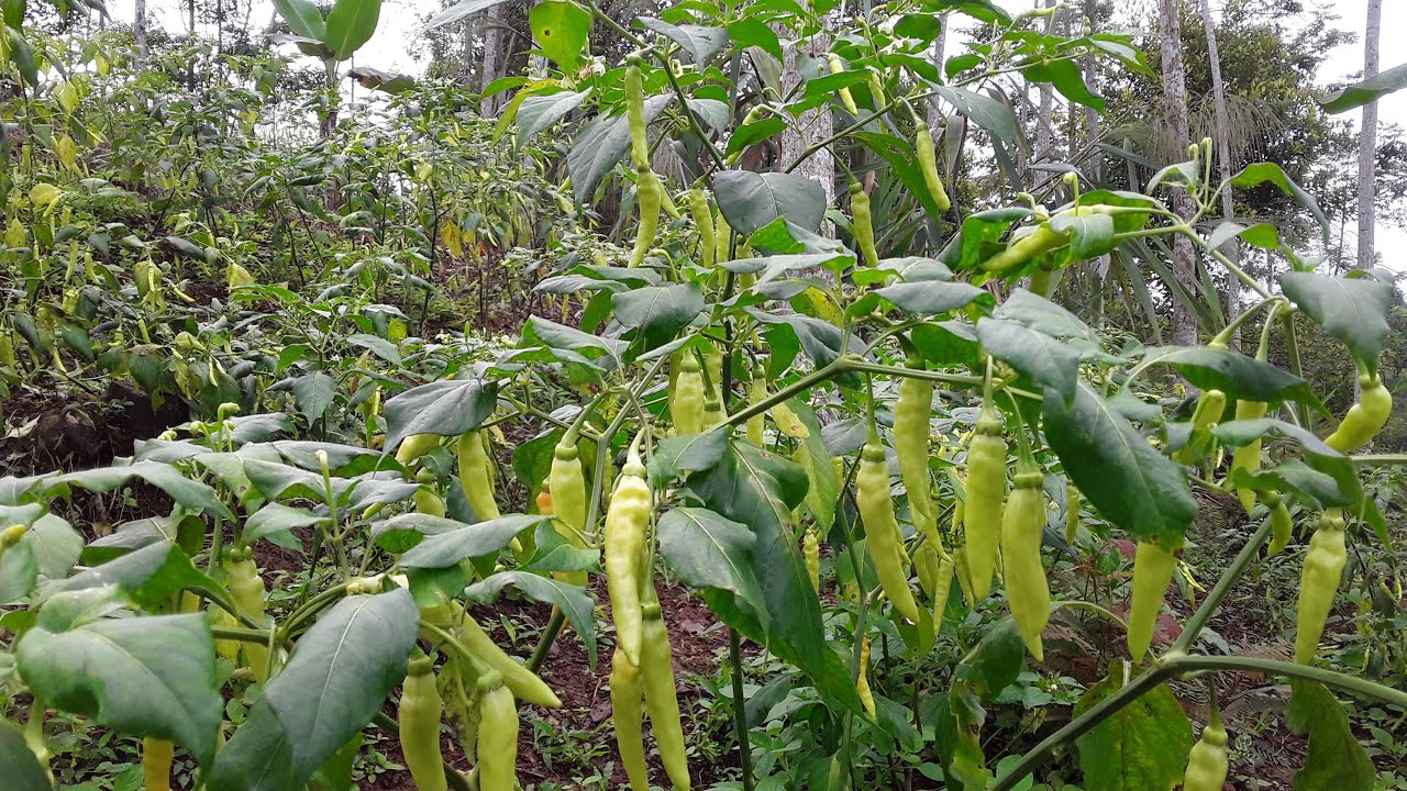 Penyebab Bunga Cabe Rawit Rontok dan Cara Mengatasinya