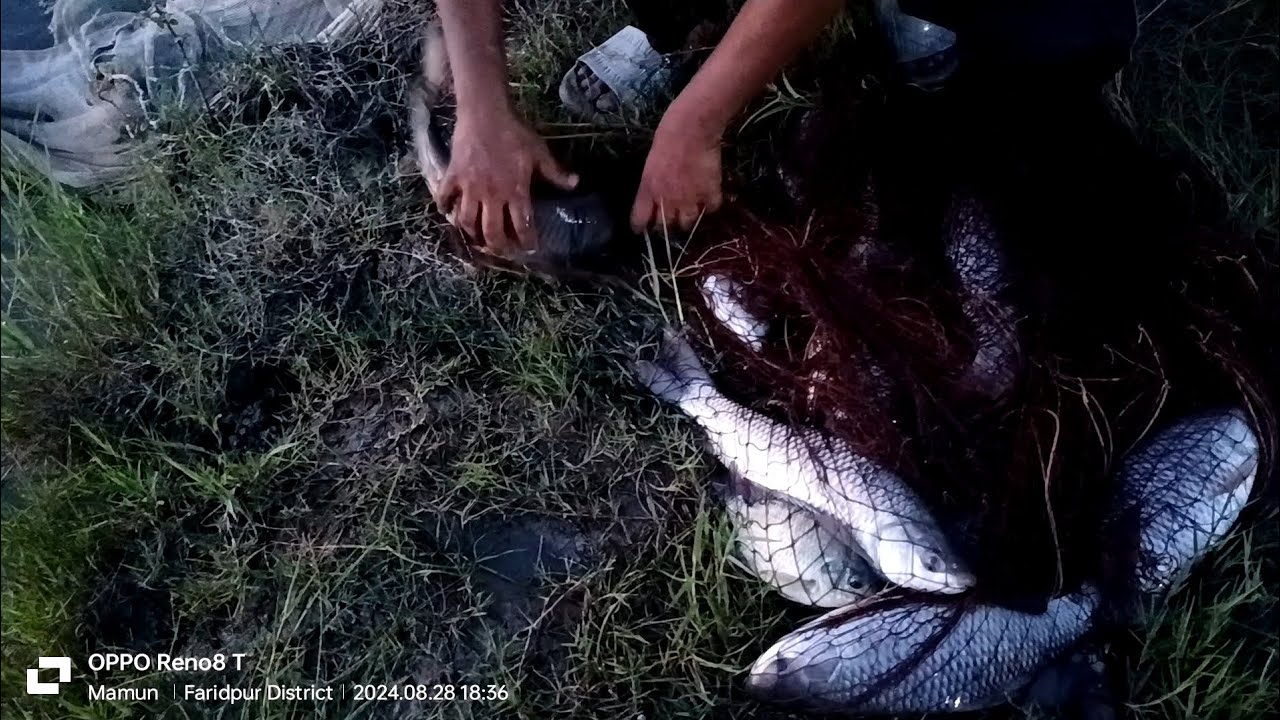 #fish