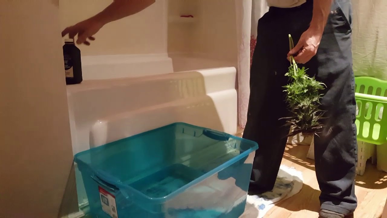How to Harvest Powdery Mildew Cannabis Ontario Grow