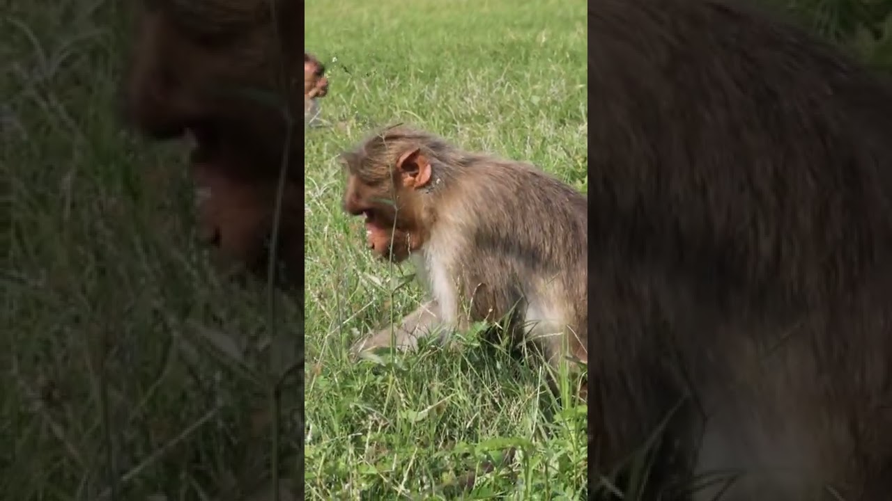 A Monkey is Eating Grass | Bonnet Macaque Monkey