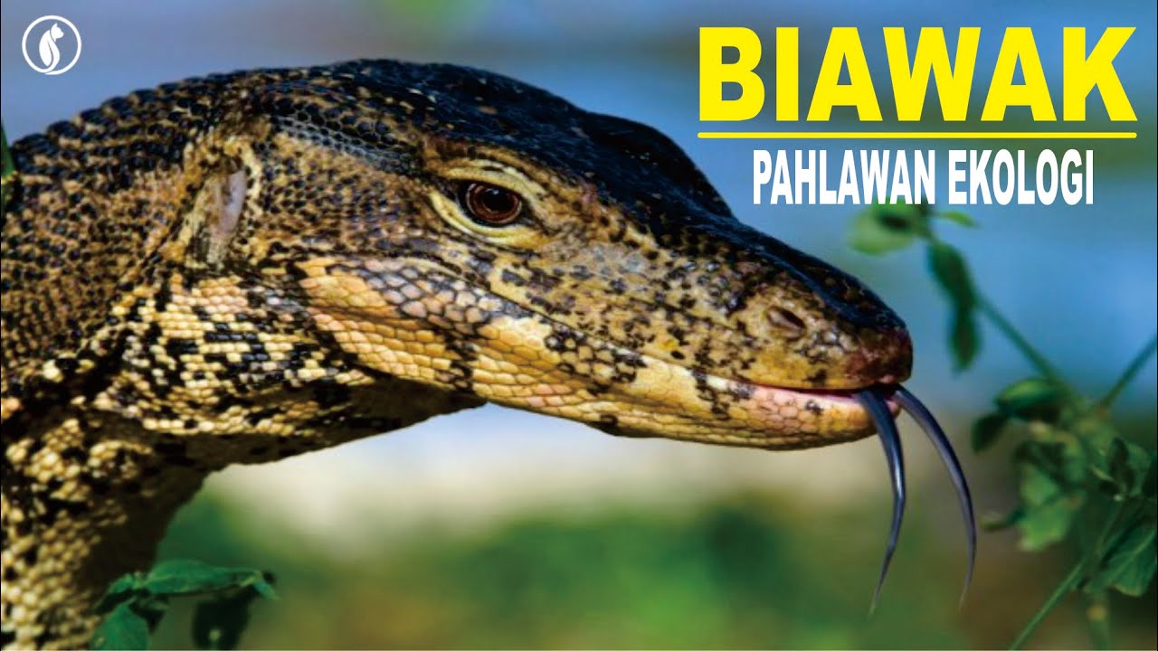 Biawak: Kisah Seekor Penjaga Ekosistem yang Salah Dimengerti