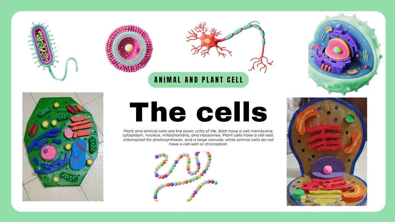 Animal and plant cell project model  ..or  chart paper 📃 ✨️ 👌 🙌 😎 ♥️ 