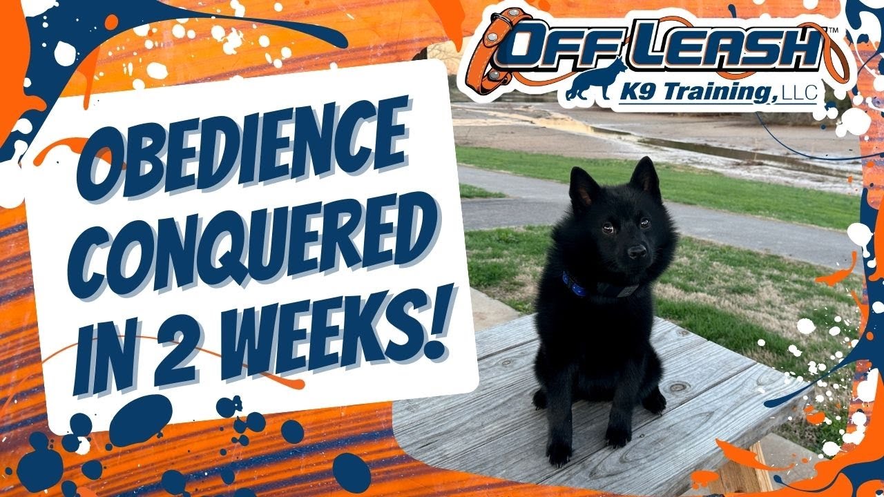 Knoxville Dog Trainers - 10 Month Old Schipperke Gets a Manners Makeover!